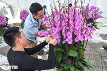 Cắm hoa lan thuê dịp Tết, bỏ túi cả triệu đồng một ngày ở Hà Nội