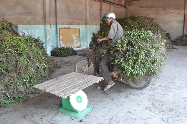 Giá cau cao kỷ lục, người dân gặt “lộc trời” hàng trăm triệu đồng trên rẻo cao