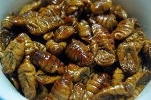 Nhộng tằm: Món ăn Hàn Quốc được nhiều người ưa chuộng