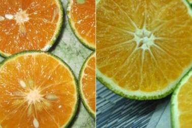 Phân biệt cam Việt Nam với cam Trung Quốc bằng cách cực đơn giản