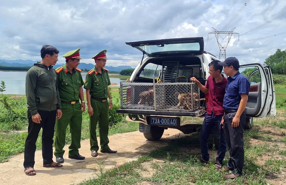 Tiếp nhận 5 cá thể khỉ quý hiếm để thả về tự nhiên - 1 Tiếp nhận 5 cá thể khỉ quý hiếm để thả về tự nhiên - 1