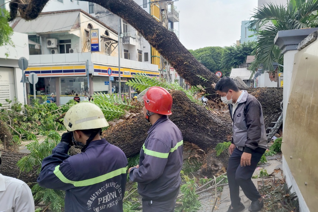 Điều tra vụ cây xanh bật gốc trước cổng trường, 5 người bị thương - 3 Điều tra vụ cây xanh bật gốc trước cổng trường, 5 người bị thương - 3