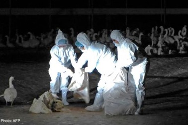 Phát hiện biến thể mới của cúm gia cầm H5N2 tại Đài Loan