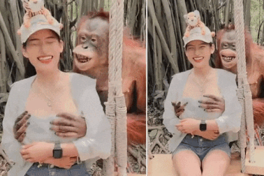 "Bàn tay hư" của chú đười ươi trêu ghẹo cô gái gây sốt mạng