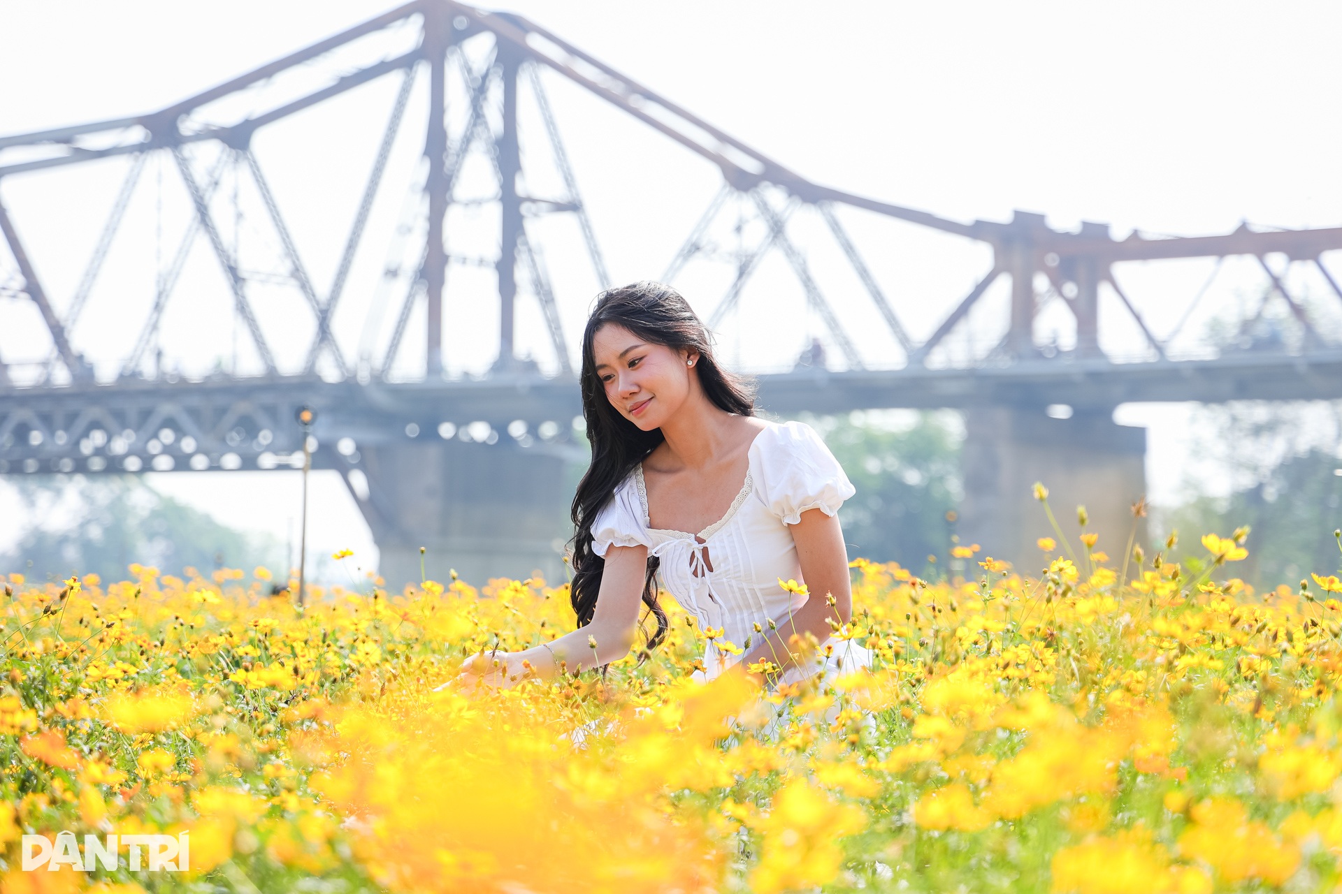Vakna klockan 3, res 30 km för att ta virtuella foton i krysantemumträdgården vid foten av Long Bien-bron - 2 Dậy từ 3h, vượt 30km chụp ảnh sống ảo ở vườn hoa cúc chân cầu Long Biên - 2