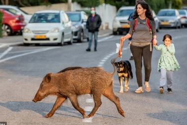 Đến nơi lợn rừng đi theo đàn, thong dong dạo phố mà không ai bắt thịt