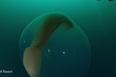 Khoảnh khắc cực hiếm: Các thợ lặn bắt gặp bọc trứng mực khổng lồ giữa lòng đại dương