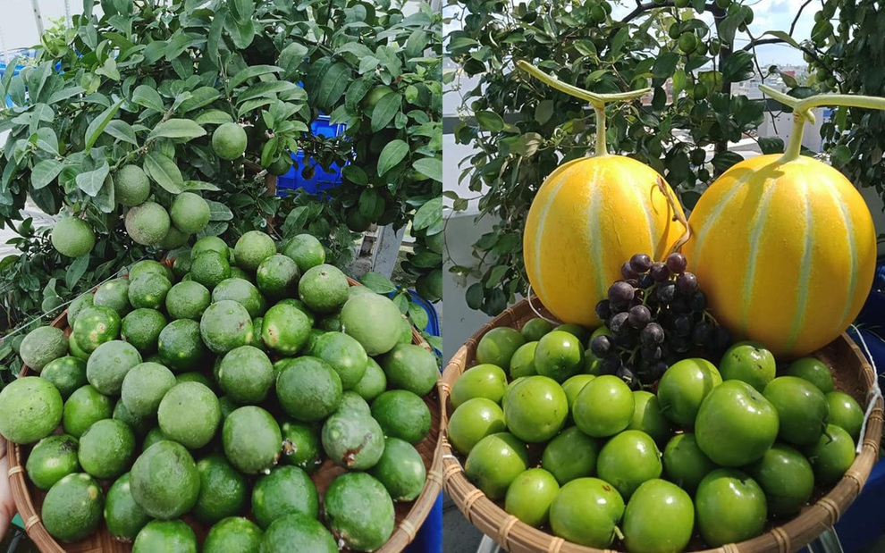 Những vườn trái cây sai trĩu trên sân thượng, gia chủ thu hoạch mỏi tay - 13 Những vườn trái cây sai trĩu trên sân thượng, gia chủ thu hoạch mỏi tay - 13