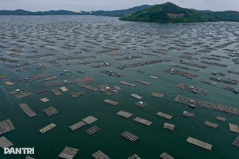 Ngư dân thủ phủ tôm hùm Việt Nam hối hả thu hoạch chạy bão Kalmaegi