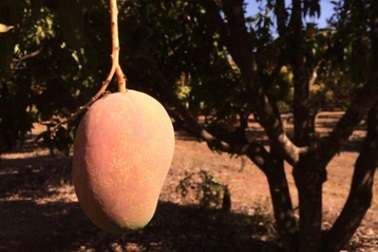 Xuất hiện giống xoài có mùi vị... dừa đầu tiên trên thế giới 