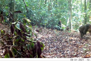 Cận cảnh nhiều cá thể khỉ mặt đỏ di chuyển trong rừng Quảng Trị