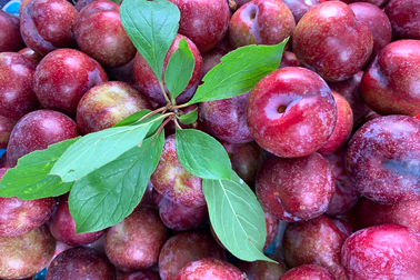 Gánh mùa no ấm về nhà với giống mận máu bán đắt như tôm tươi