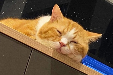 Người trẻ toàn tâm toàn ý chăm sóc thú cưng như người thân