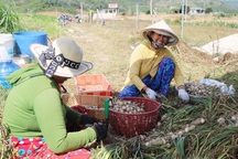 Dân Khánh Hòa "khóc ròng" vì tỏi bất ngờ rớt giá mạnh, bí đầu ra