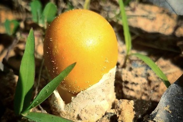 Kỳ lạ đặc sản "Trứng gà ngoi lên từ lòng đất", giá nửa triệu đồng/kg