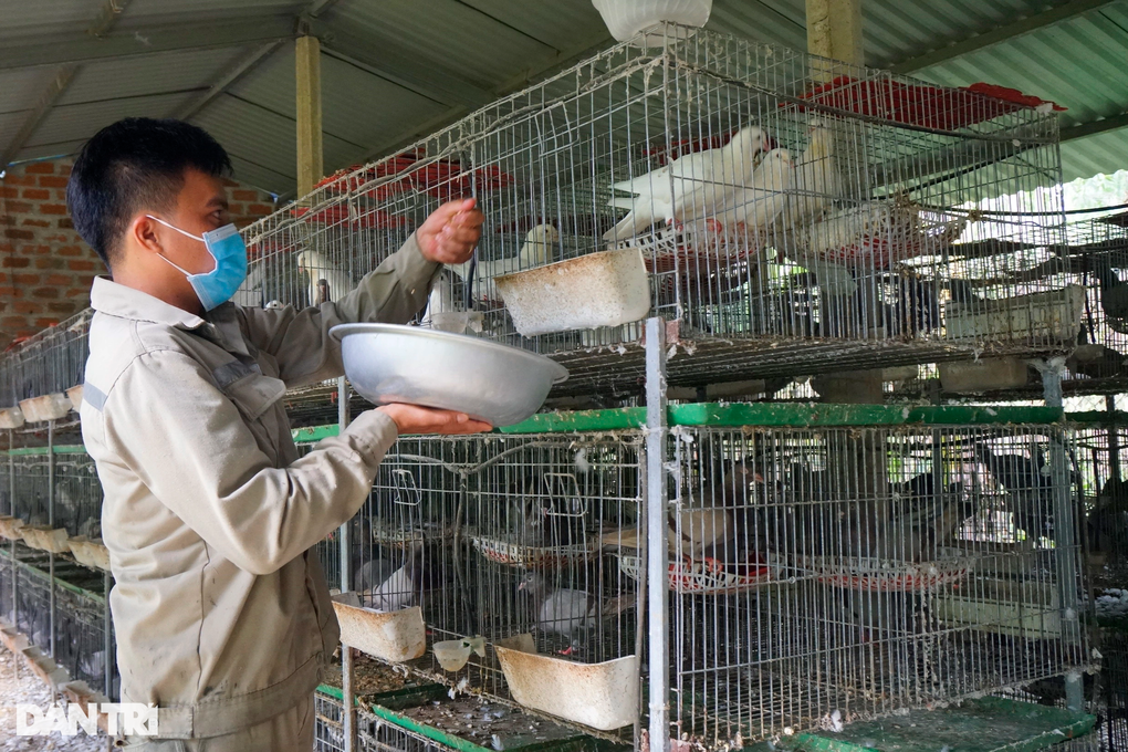 Trên mảnh đất quê hương, anh Tình nuôi thành công chim bồ câu Thái, thu nhập trung bình 10-15 triệu đồng mỗi tháng