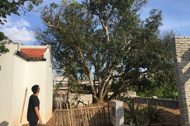 Ngược dòng về cây vải Tổ, khởi nguồn cho thu nhập trăm triệu đồng mỗi năm