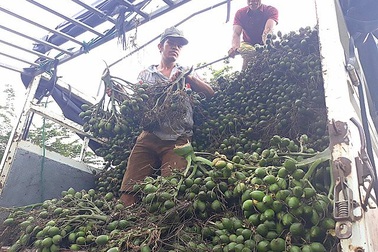 Quảng Ngãi: Cau sốt giá, người dân "bỏ túi" hàng chục triệu đồng mỗi tháng