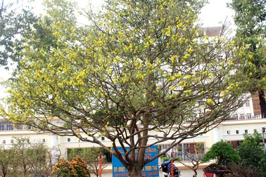 “Lão” mai vàng 90 năm tuổi được rao bán 1 tỷ đồng ở xứ “Công tử Bạc Liêu”