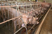 "Phong tỏa" 2 đàn lợn được vỗ béo bằng chất cấm hàm lượng cao