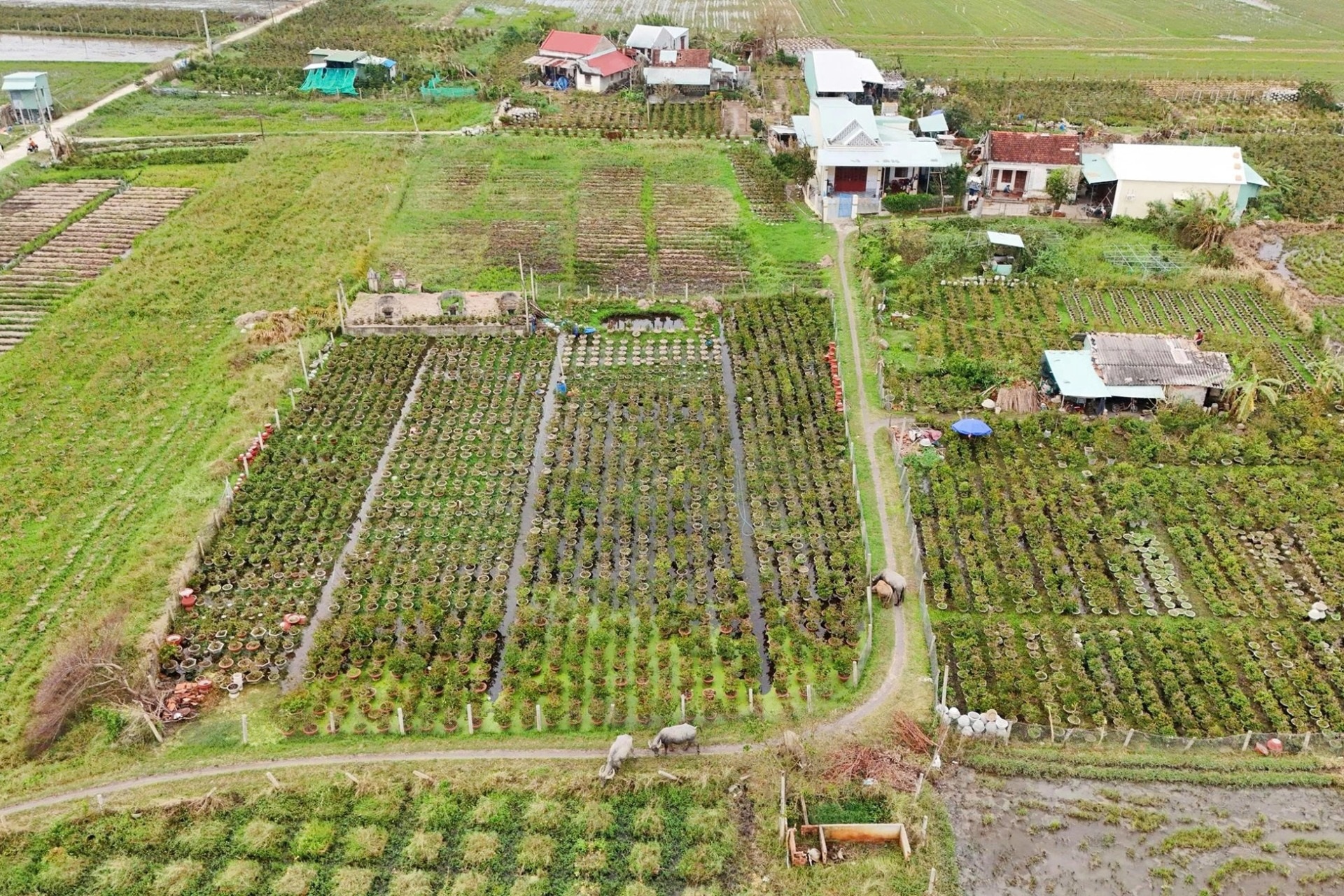Nông dân điêu đứng vì mai Tết cười sau bão lũ dồn dập - 1 Nông dân điêu đứng vì mai Tết cười sau bão lũ dồn dập - 1