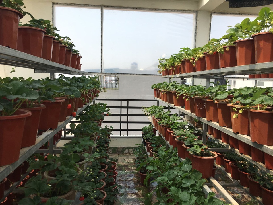 Mẹ đảm ở Vĩnh Phúc vác đất lên sân thượng, sau 2 năm có vườn dâu sai trĩu - 2