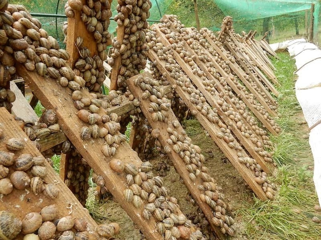 Quốc gia nào tiêu thụ ốc sên nhiều nhất thế giới, lên tới 16.000 tấn/năm? - 1 Quốc gia nào tiêu thụ ốc sên nhiều nhất thế giới, lên tới 16.000 tấn/năm? - 1