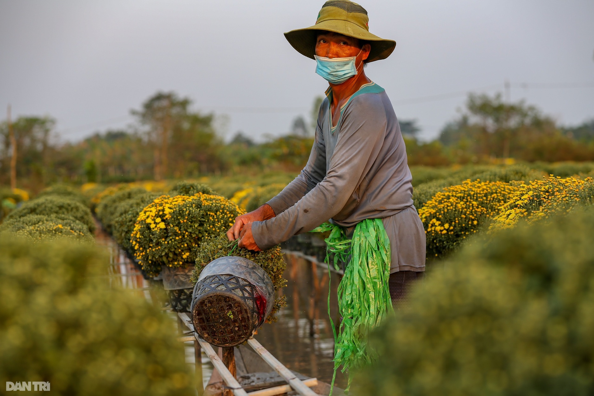 Vụ hoa một sống hai chết của gia đình trồng cúc mâm xôi ở miền Tây - 5 Vụ hoa một sống hai chết của gia đình trồng cúc mâm xôi ở miền Tây - 5