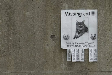 Thám tử thú cưng - nghề mới nổi ở Nhật Bản