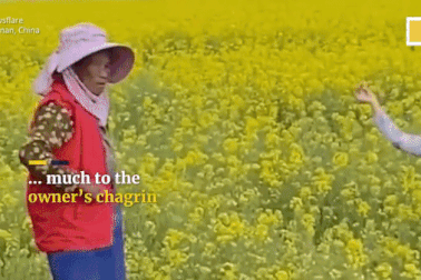 Chị em giẫm nát cánh đồng hoa cải dầu, chủ vườn chỉ biết thở dài đứng nhìn