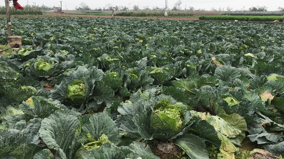 Xót xa cảnh súp lơ nở hoa, cà chua thối rữa đầy đồng giữa tâm dịch Hải Dương - 7