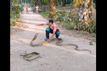 Rợn người xem clip tay không bắt rắn hổ mang chúa cỡ "khủng"