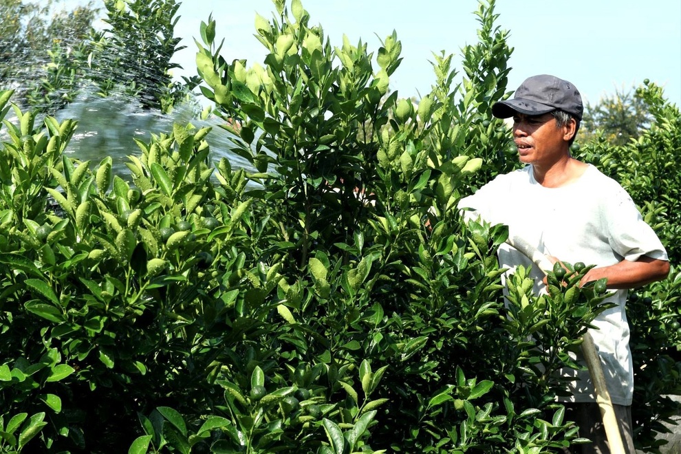 Còn 3 tháng là Tết mà người trồng hoa vừa sản xuất vừa thấp thỏm - 4