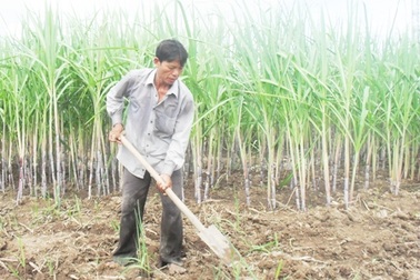 Dự báo “xóa sổ” cây mía ở huyện Thới Bình