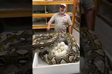 Jay Brewer bên con trăn khủng đang ấp trứng