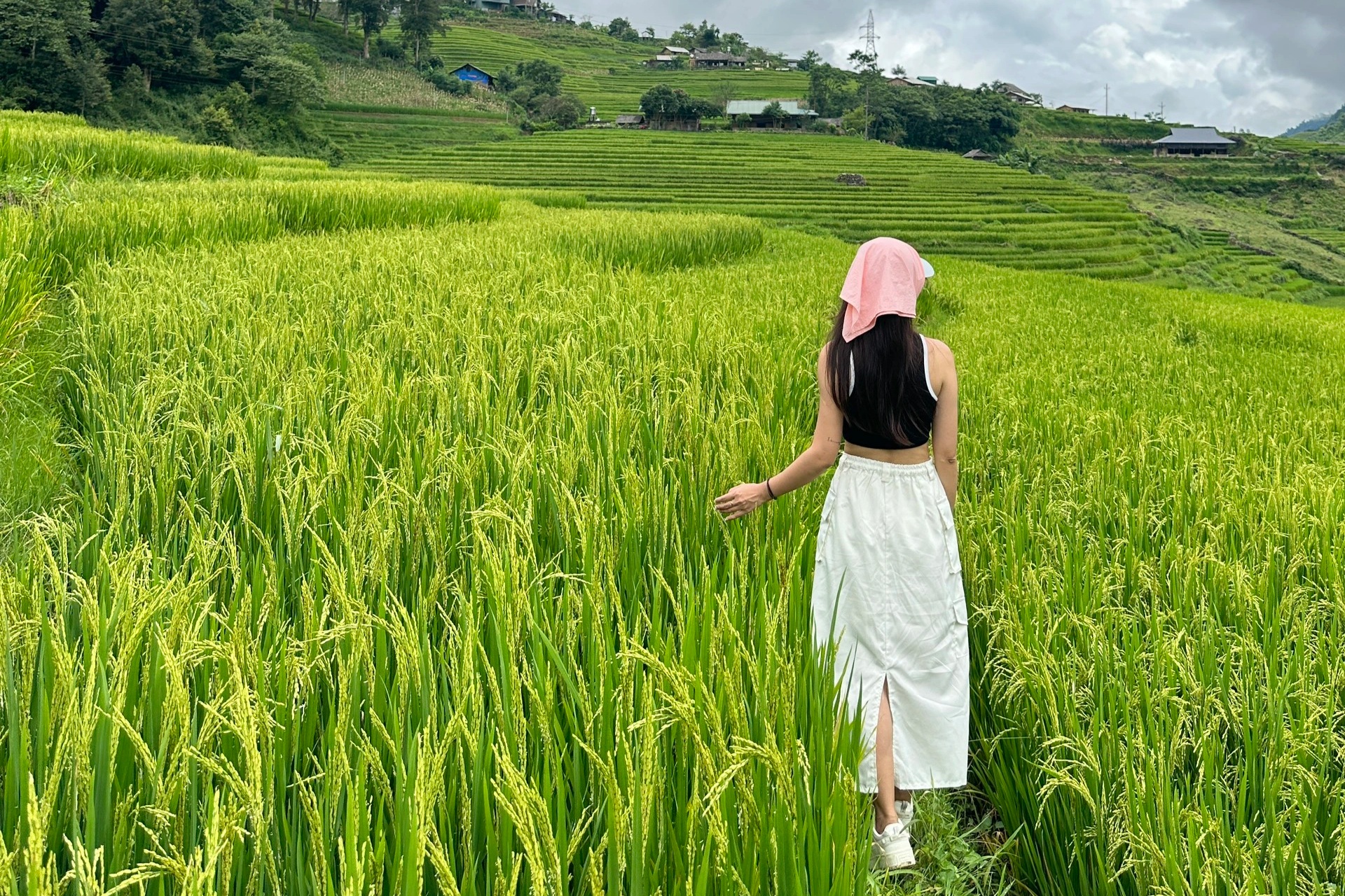 Chuyến "chữa lành" ngắm mùa lúa xanh ở Sa Pa chỉ 1,8 triệu của khách Hà Nội