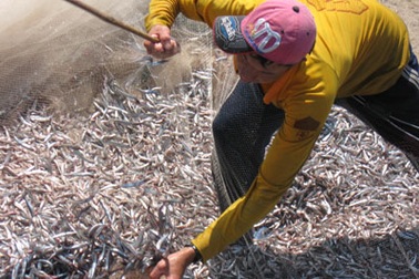 Lộc biển đến với dân đảo Lý Sơn