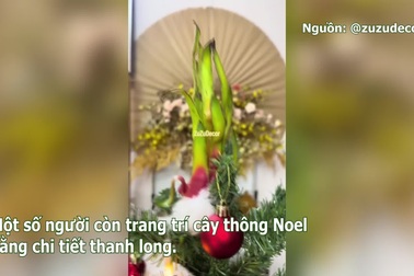 Trái thanh long trở thành vật trang trí phổ biến