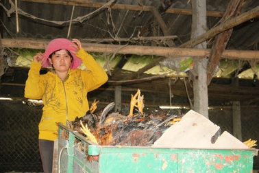 Vụ trại gà chết nghi bị đánh thuốc chuột: Loại khả năng gà chết do dịch