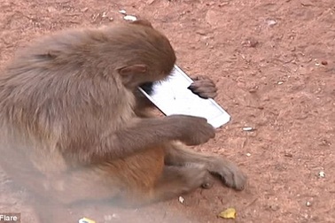 Tóm điện thoại du khách đánh rơi, khỉ con đập phá trong tích tắc