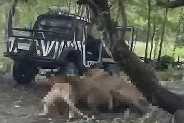 Thái Lan: Sư tử vồ chết nhân viên sở thú, khách tham quan hoảng hốt