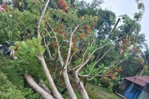 Cây phượng bật gốc kéo đứt dây điện, làm 2 người bị giật tử vong