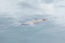 Đã bắt được con cá sấu dưới kênh ở TPHCM