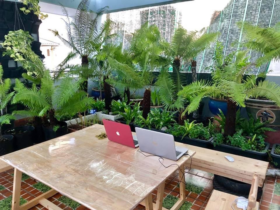 Loài cây từ thời cổ đại, mọc dại bờ tường, nay làm cảnh bán cả chục triệu - 15 Loài cây từ thời cổ đại, mọc dại bờ tường, nay làm cảnh bán cả chục triệu - 15