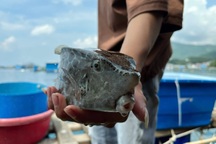 Vụ con cá 0,5kg "chém" gần 1,8 triệu đồng: Vì sao cá lại đắt hơn tôm hùm?