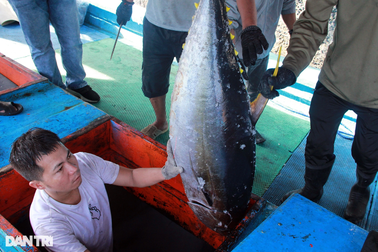 Quần biển xuyên Tết trúng mẻ cá ngừ đại dương, ngư dân lãi trăm triệu đồng