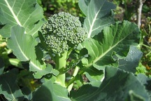 Bật mí đặc tính chống ung thư của súp lơ xanh