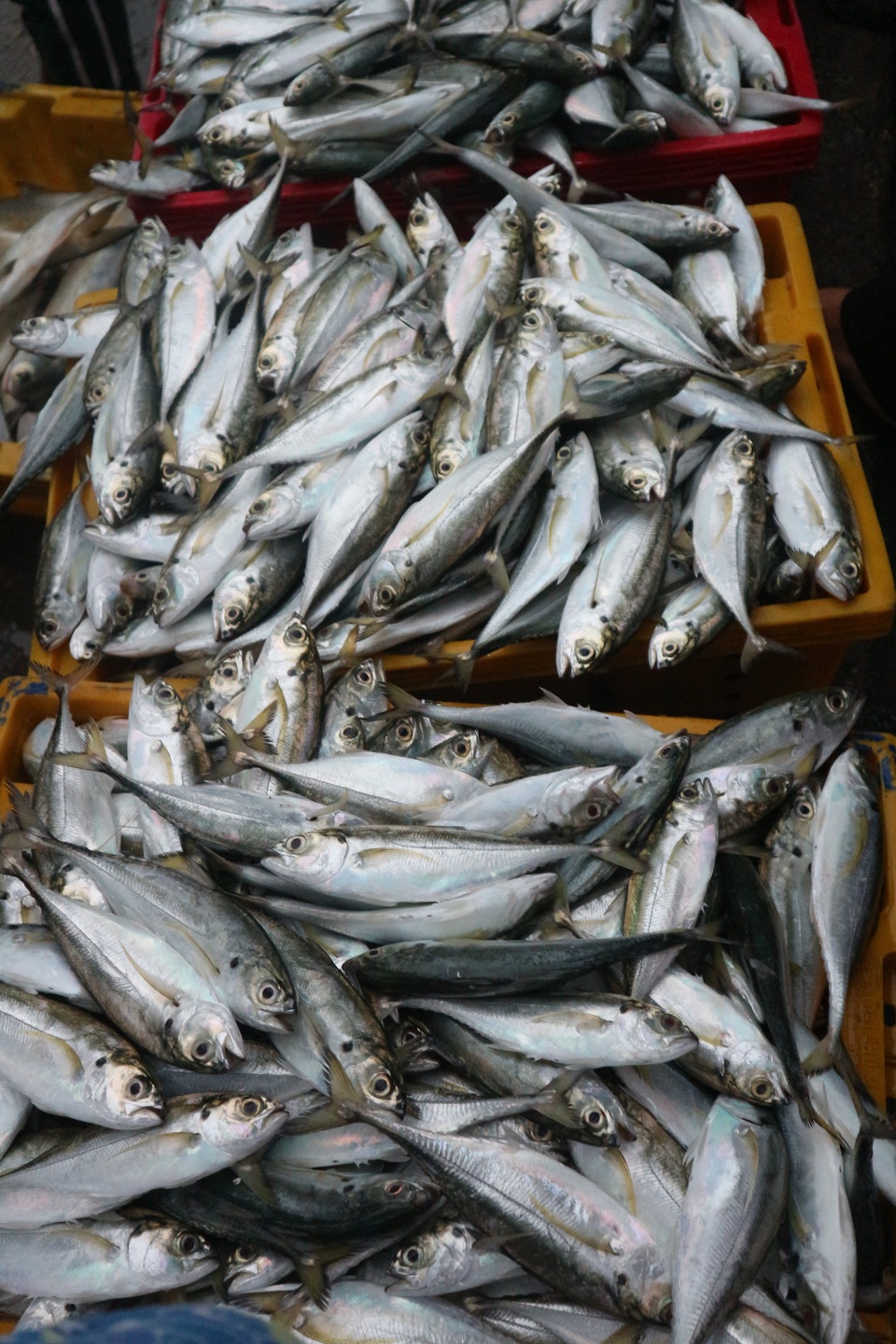 Vươn khơi ngày Rằm tháng Giêng, ngư dân trúng lộc biển - 10 Vươn khơi ngày Rằm tháng Giêng, ngư dân trúng lộc biển - 10