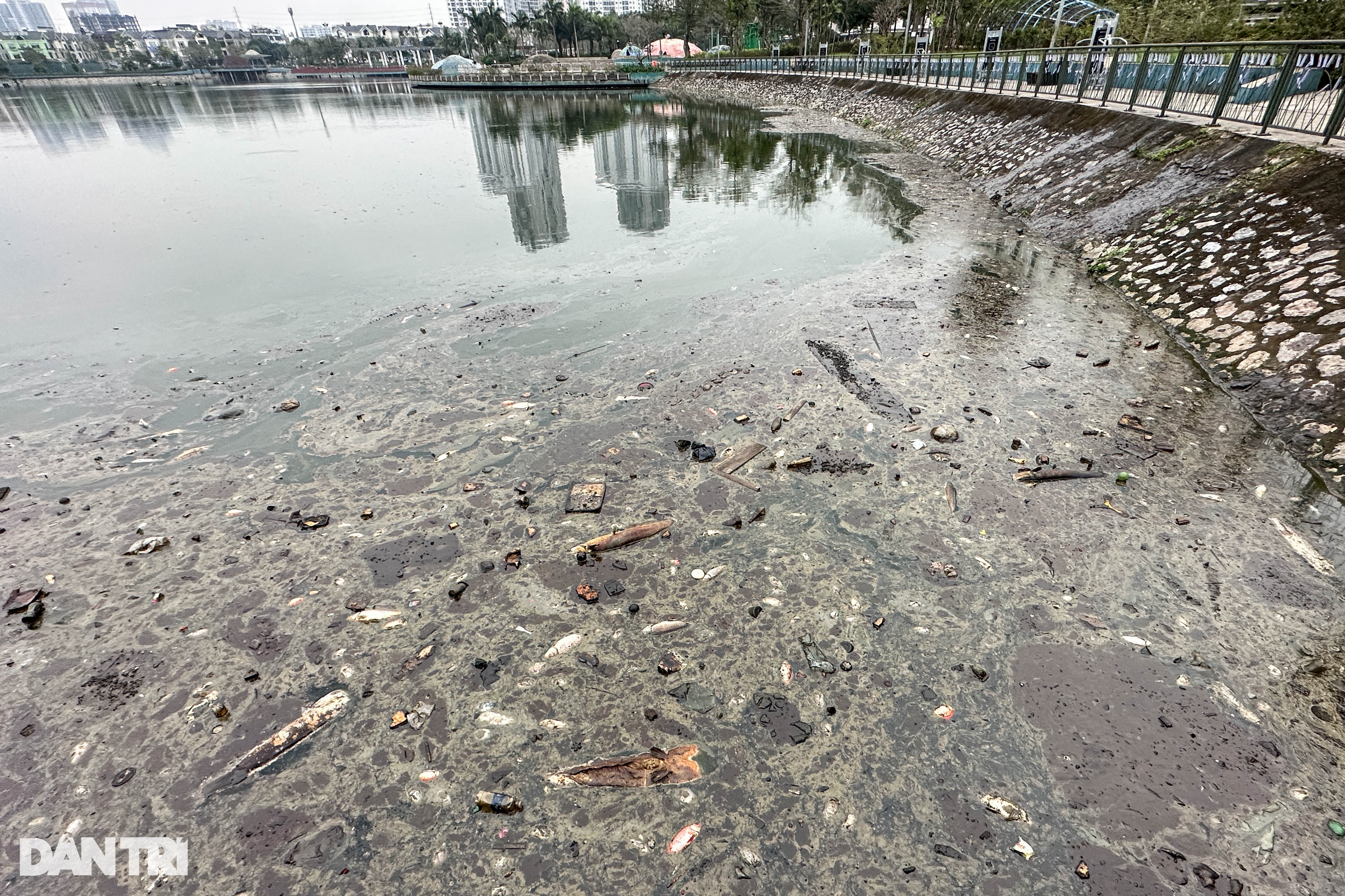 Hồ nước trong công viên độc nhất Đông Nam Á bốc mùi vì cá chết - 3