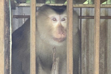 Khỉ đuôi lợn quý hiếm lạc vào vườn nhà dân